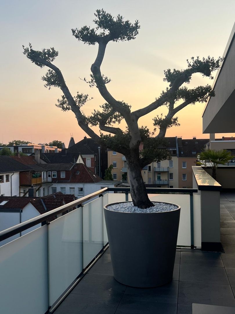 Gartencenter fr mediterrane Pflanzen im Raum Paderborn